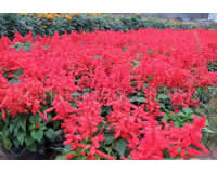 草花类花卉 一串红