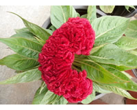 草花类花卉-鸡冠花