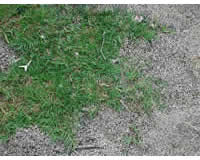 草坪种子类-花卉种子类狗牙