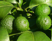 有机农作物、蔬菜、水果实例